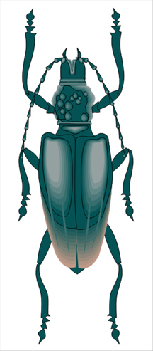 InsectIllustration.jpg