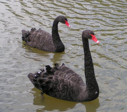 BlackSwans.jpg